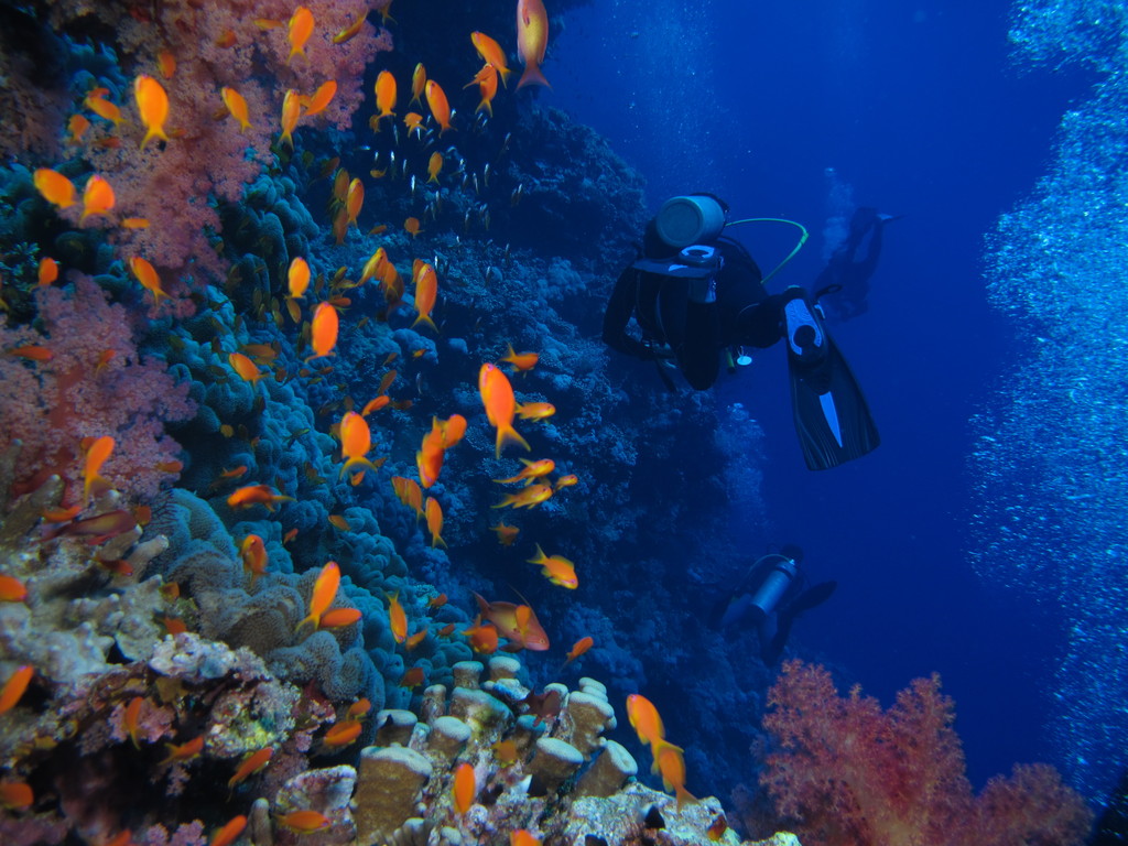 A scuba diver surrounded by golden fish and rising bubbles against a vivid blue ocean backdrop in the Red Sea.